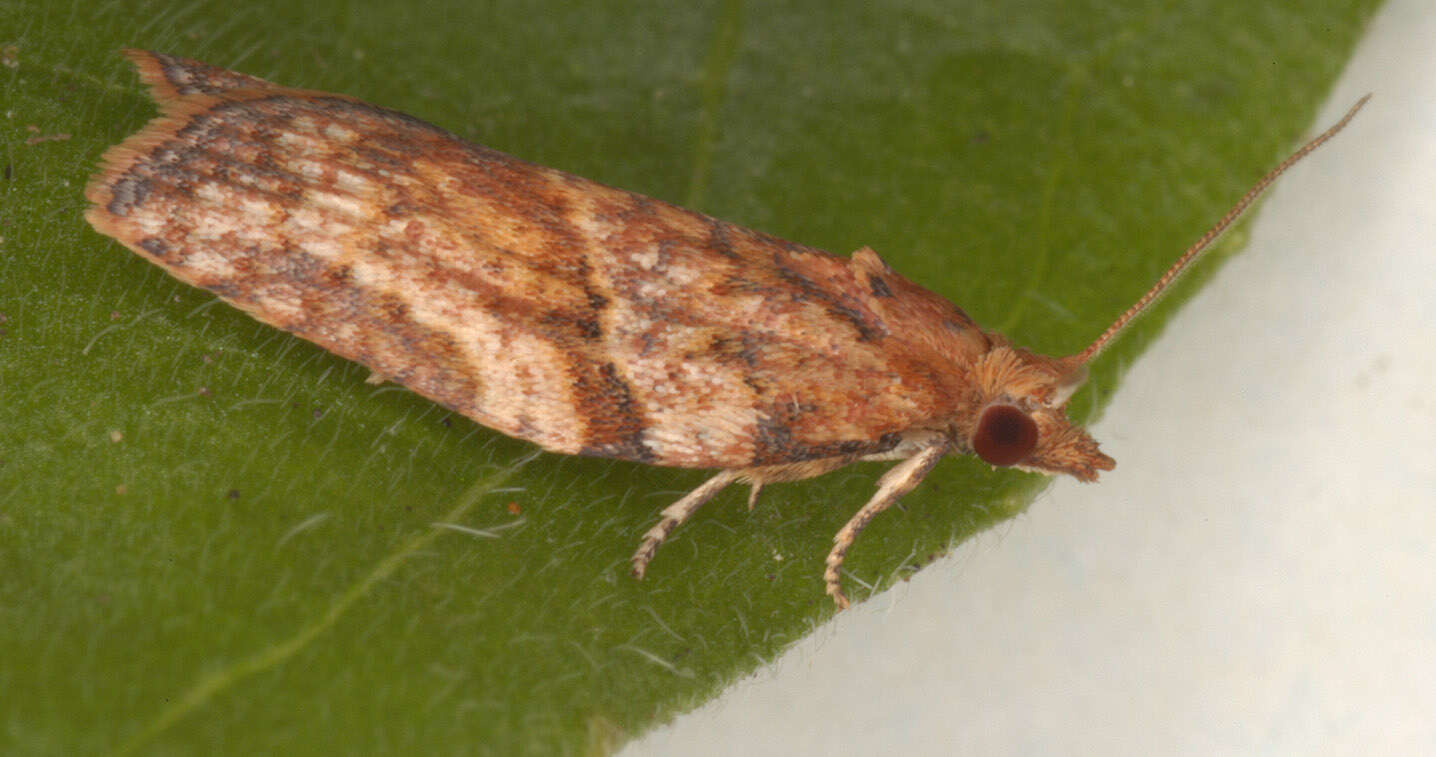 Image of Light brown apple moth