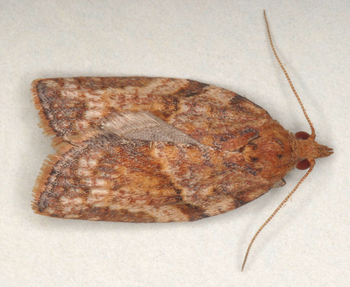 Image of Light brown apple moth