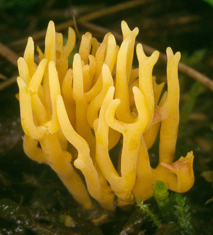 Image of Clavulinopsis corniculata (Schaeff.) Corner 1950