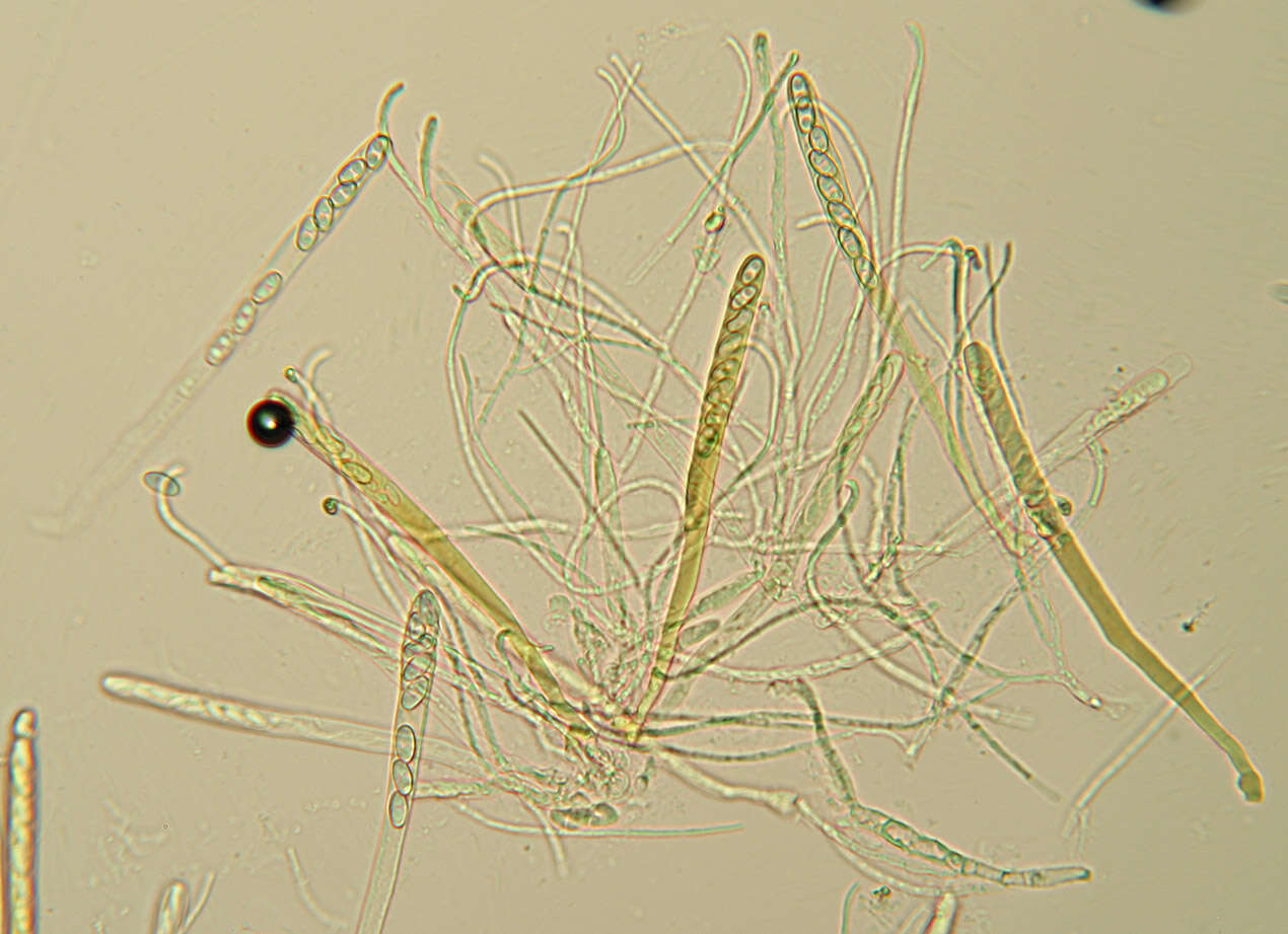 Otidea onotica (Pers.) Fuckel 1870的圖片