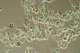 Otidea onotica (Pers.) Fuckel 1870的圖片