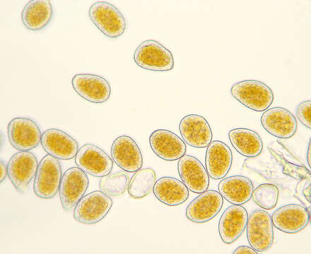 Image of Pucciniastrum agrimoniae (Dietel) Tranzschel 1895