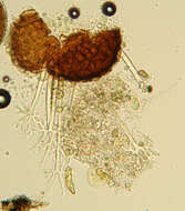 Microsphaera grossulariae (Wallr.) Sacc. 1882的圖片