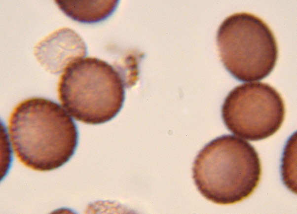 Microbotryum tragopogonis-pratensis (Pers.) R. Bauer & Oberw. 1997 resmi