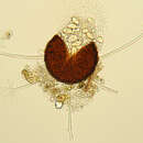 Image of Microsphaera grossulariae (Wallr.) Sacc. 1882