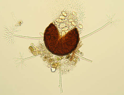 Microsphaera grossulariae (Wallr.) Sacc. 1882的圖片