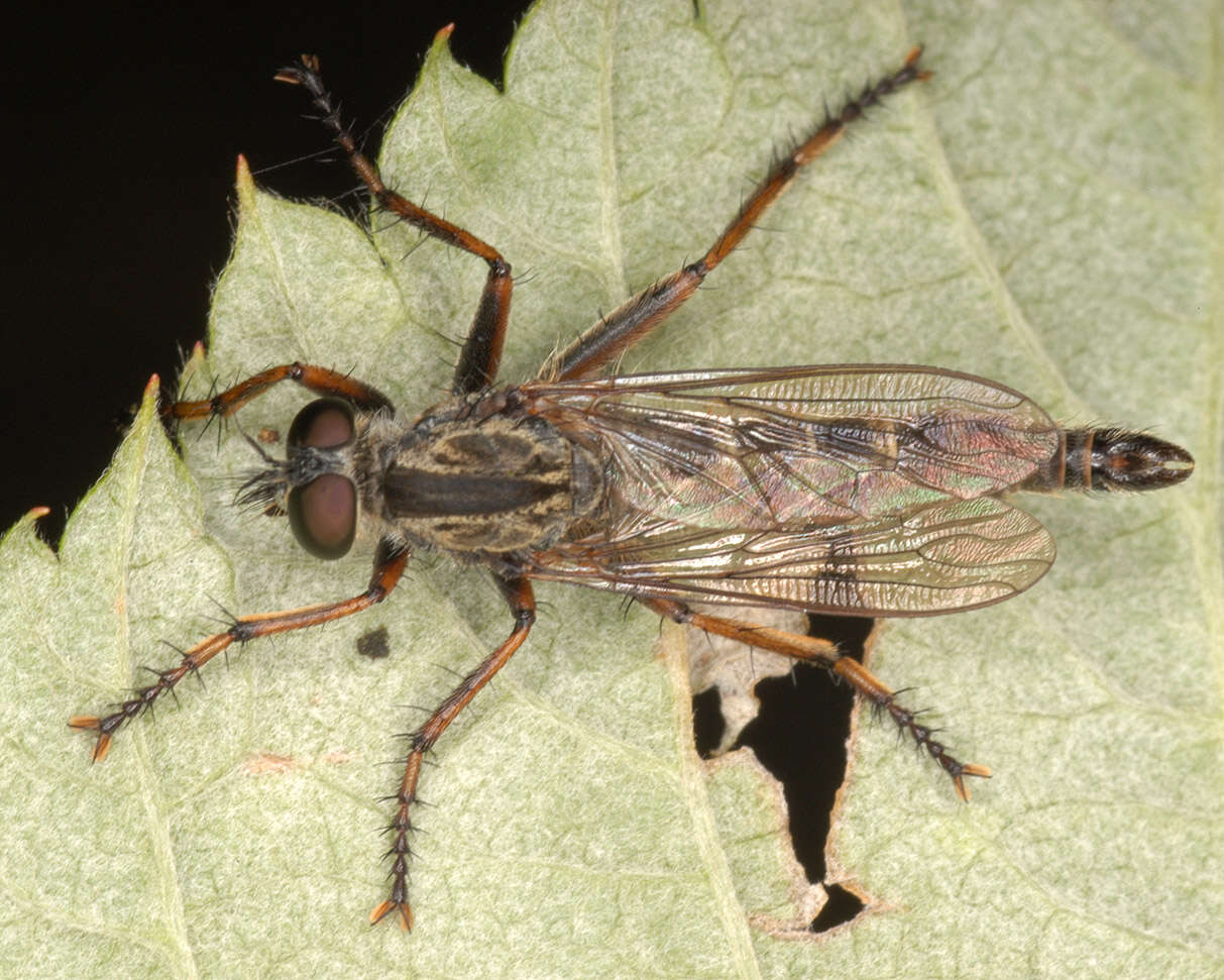 Image of Machimus atricapillus (Fallen 1814)