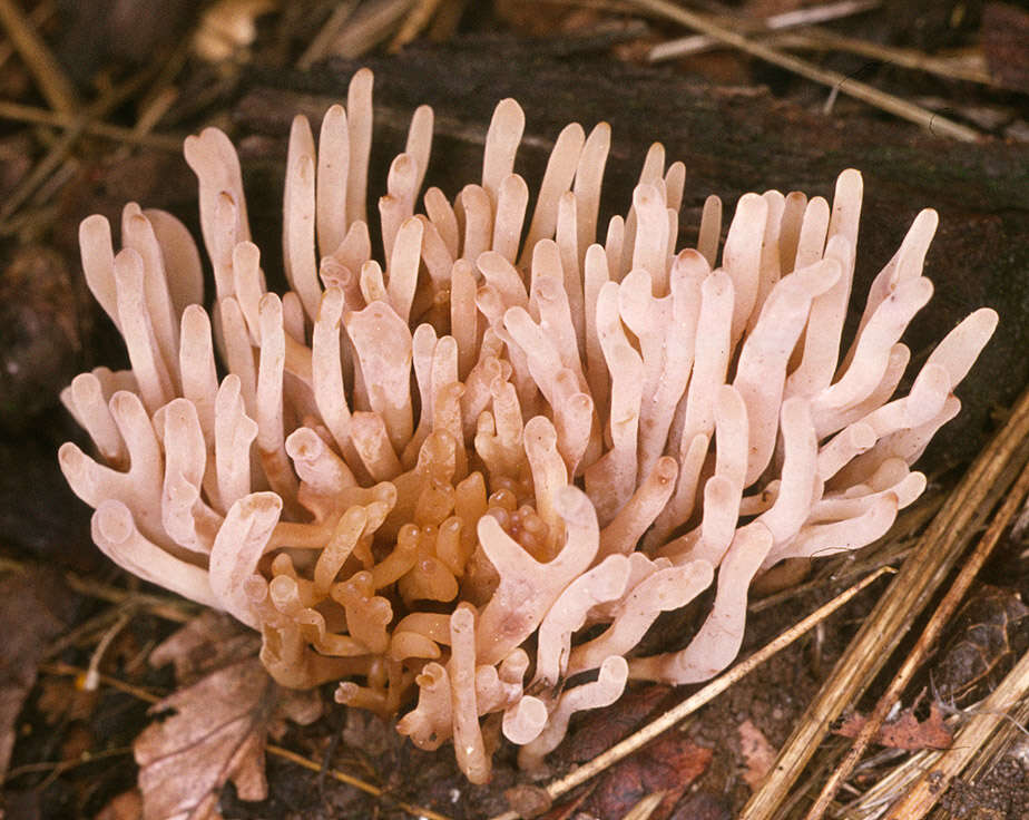 Image of Clavulinopsis umbrinella (Sacc.) Corner 1950