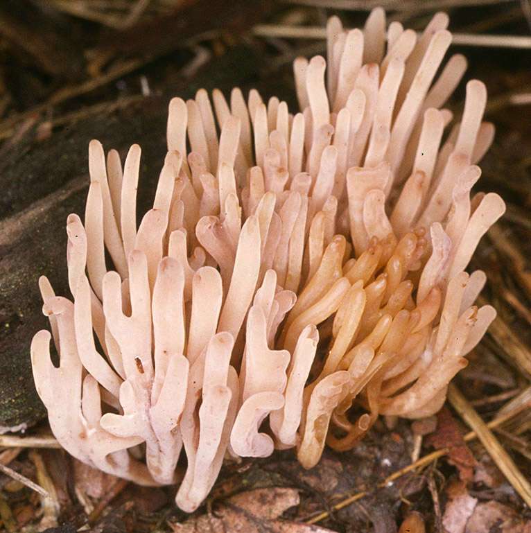 Image of Clavulinopsis umbrinella (Sacc.) Corner 1950