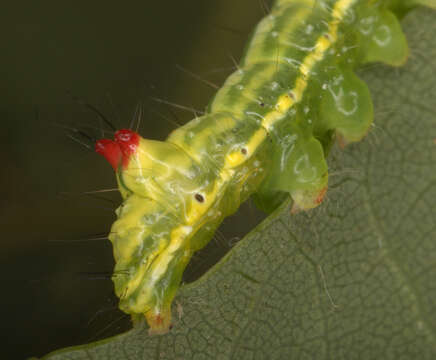 Image of Coxcomb Prominent