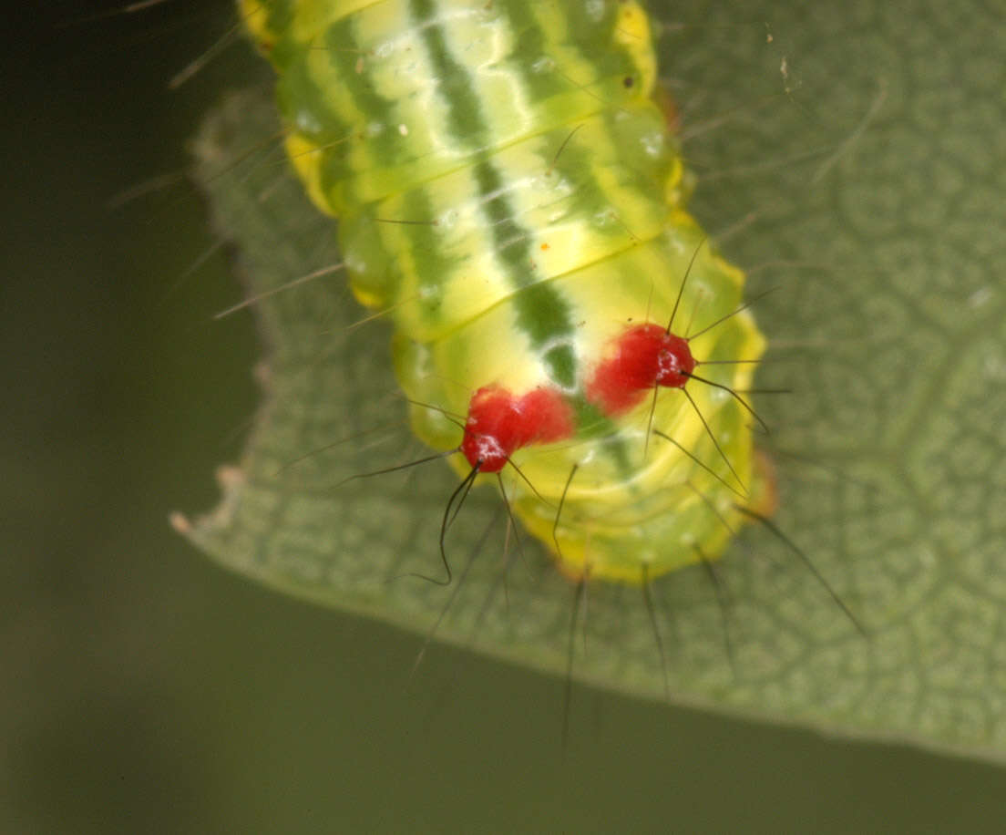 Image of Coxcomb Prominent