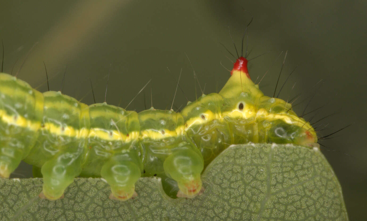 Image of Coxcomb Prominent