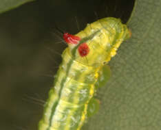 Image of Coxcomb Prominent