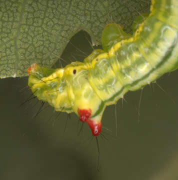 Image of Coxcomb Prominent