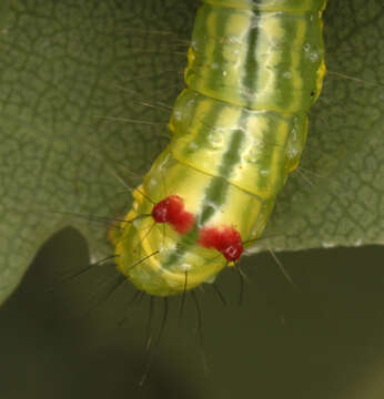 Image of Coxcomb Prominent