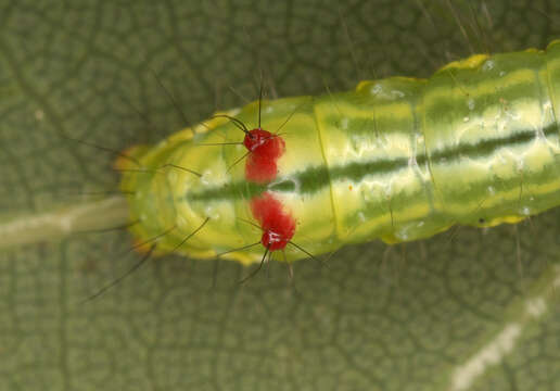 Image of Coxcomb Prominent