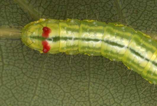 Image of Coxcomb Prominent