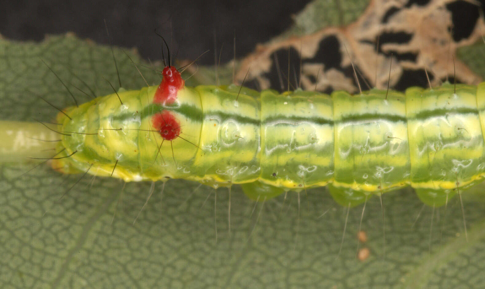 Image of Coxcomb Prominent