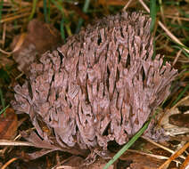 Image of fetid false coral