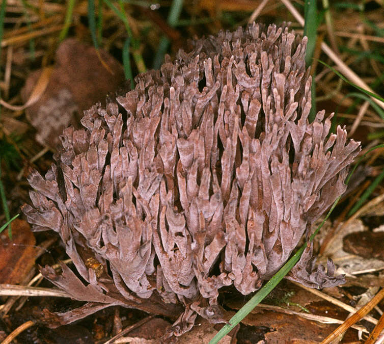 Image of fetid false coral