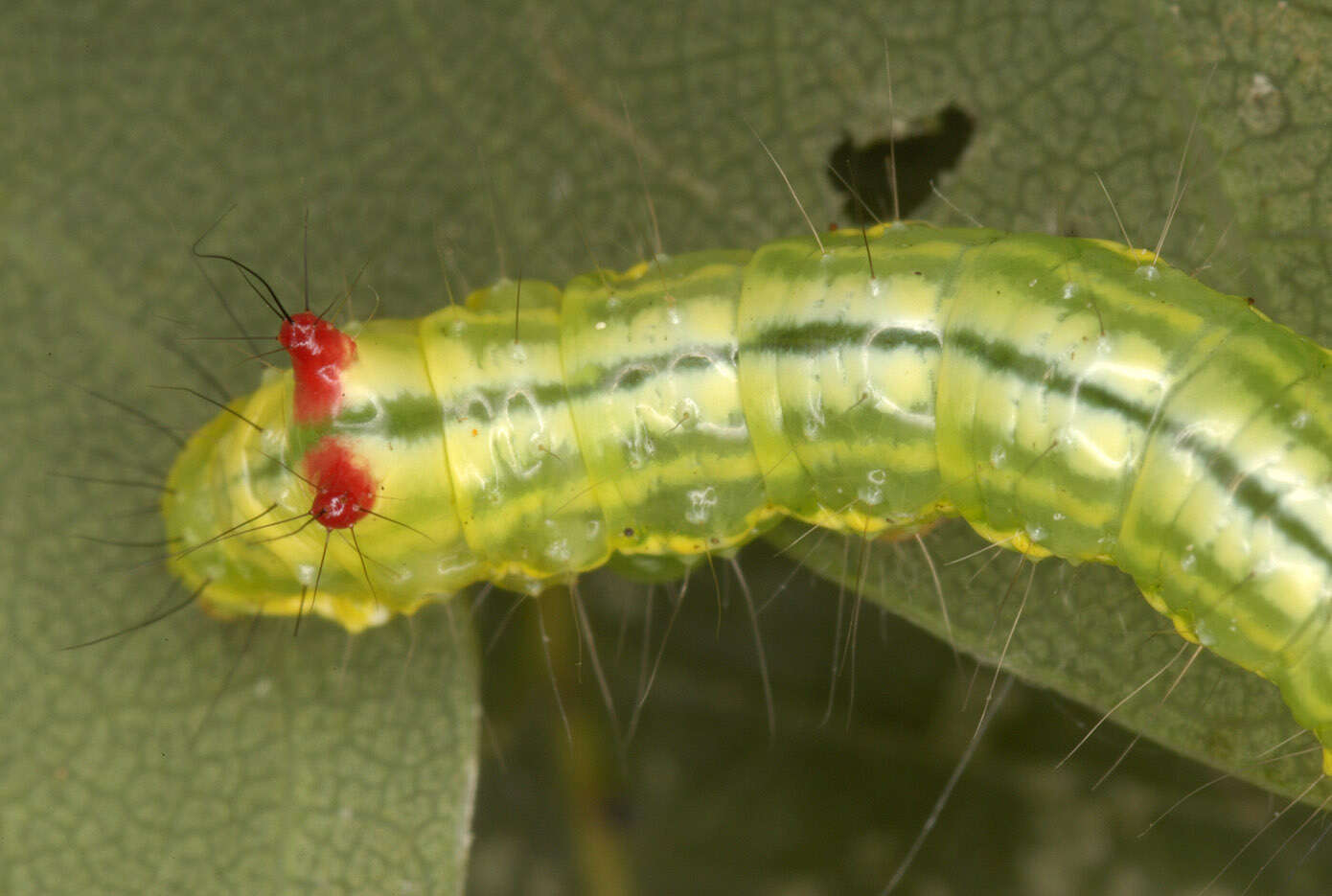 Image of Coxcomb Prominent