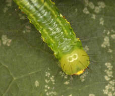 Image of Coxcomb Prominent