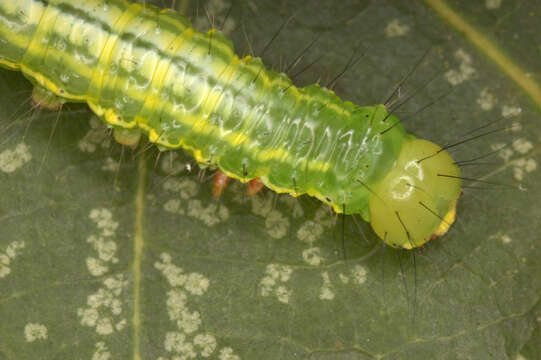 Image of Coxcomb Prominent