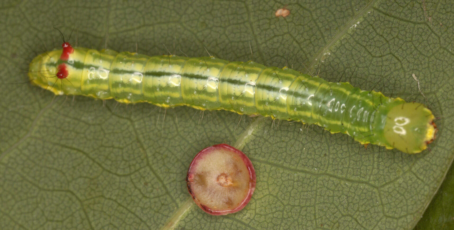 Image of Coxcomb Prominent