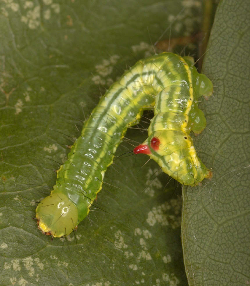 Image of Coxcomb Prominent