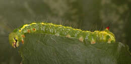 Image of Coxcomb Prominent