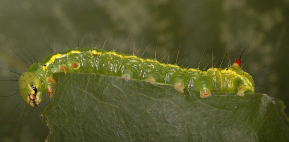 Image of Coxcomb Prominent