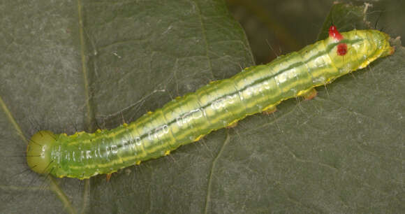 Image of Coxcomb Prominent