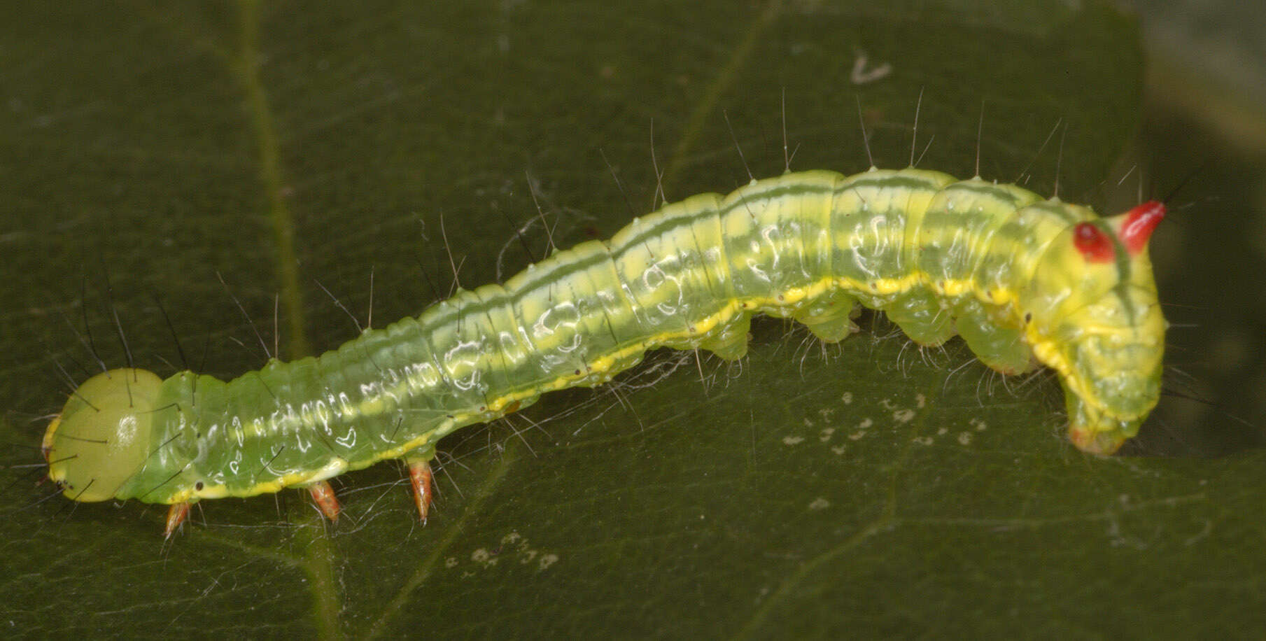 Image of Coxcomb Prominent