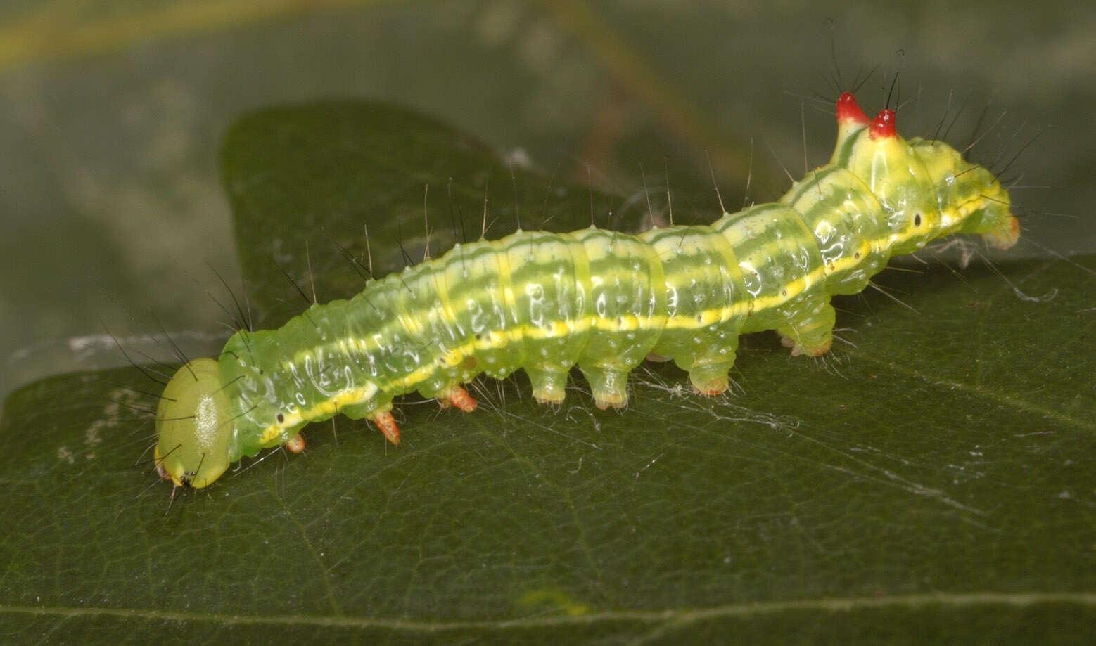 Image of Coxcomb Prominent