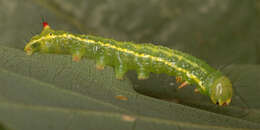 Image of Coxcomb Prominent