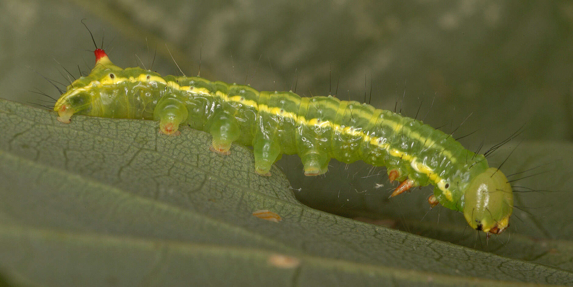 Image of Coxcomb Prominent