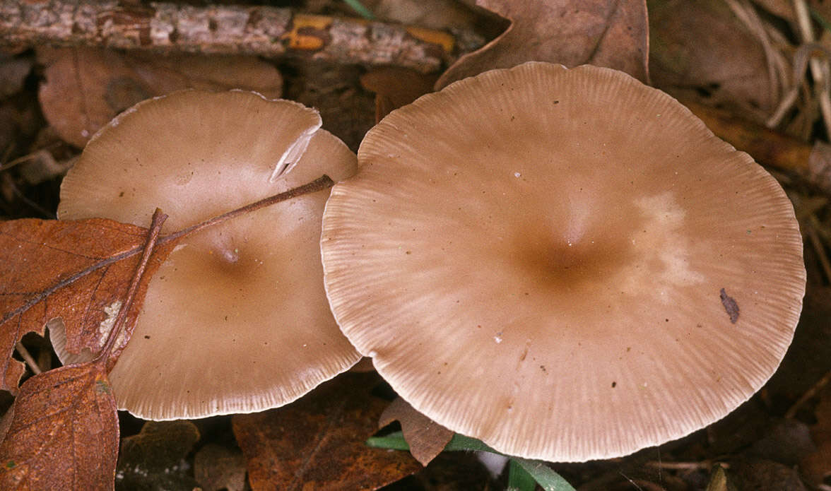 Image of Clitocybe vibecina (Fr.) Quél. 1872