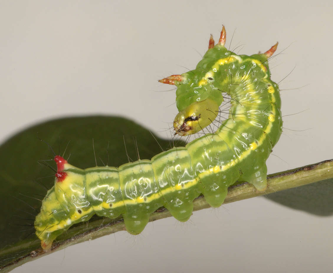 Image of Coxcomb Prominent