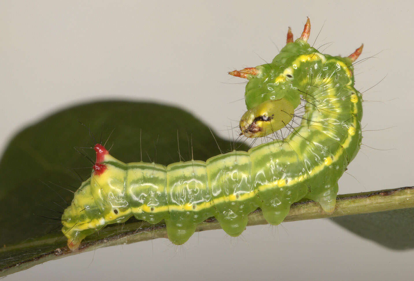 Image of Coxcomb Prominent