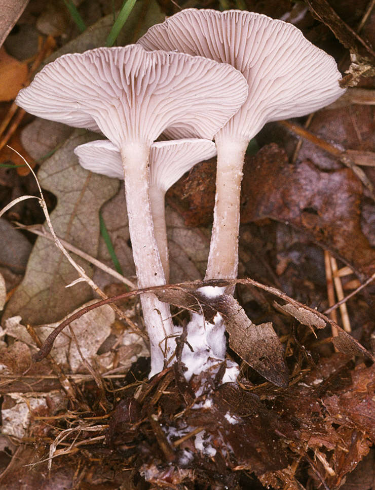 Image of Clitocybe vibecina (Fr.) Quél. 1872