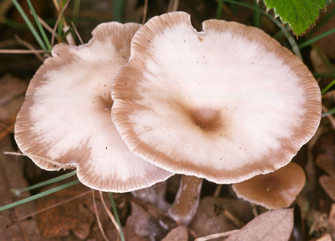 Image of Clitocybe vibecina (Fr.) Quél. 1872