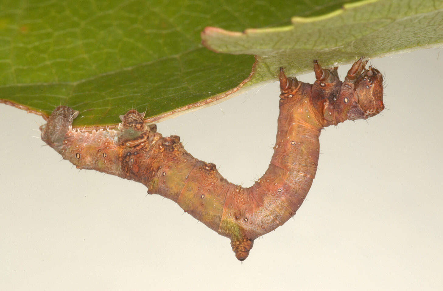 Image of brimstone moth