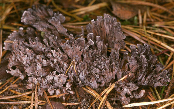 Image of fetid false coral