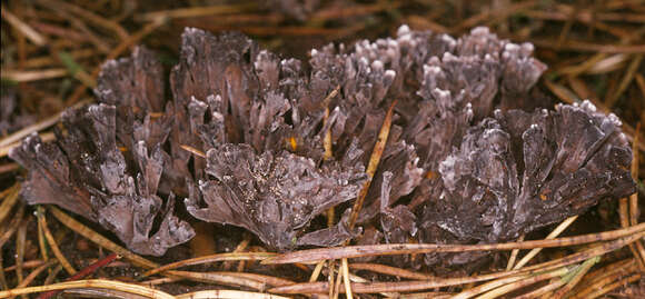 Image of fetid false coral