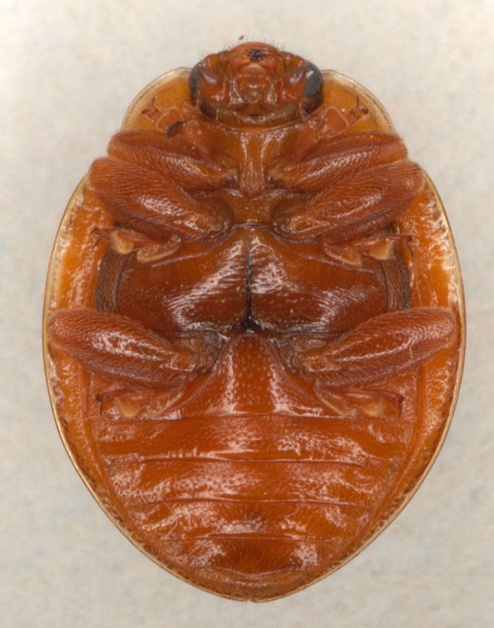 Image of <i>Calvia quattuordecimguttata</i>