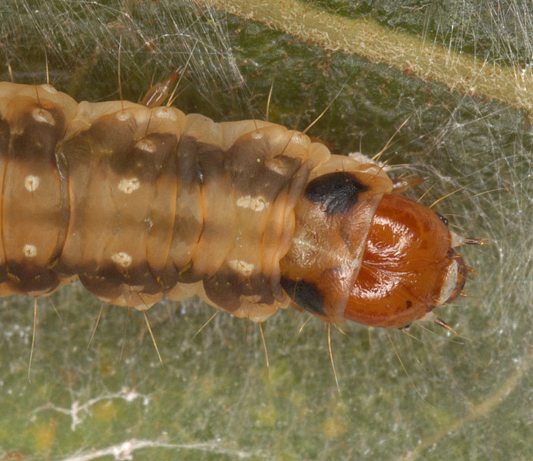 Image of Dark-barred Twist