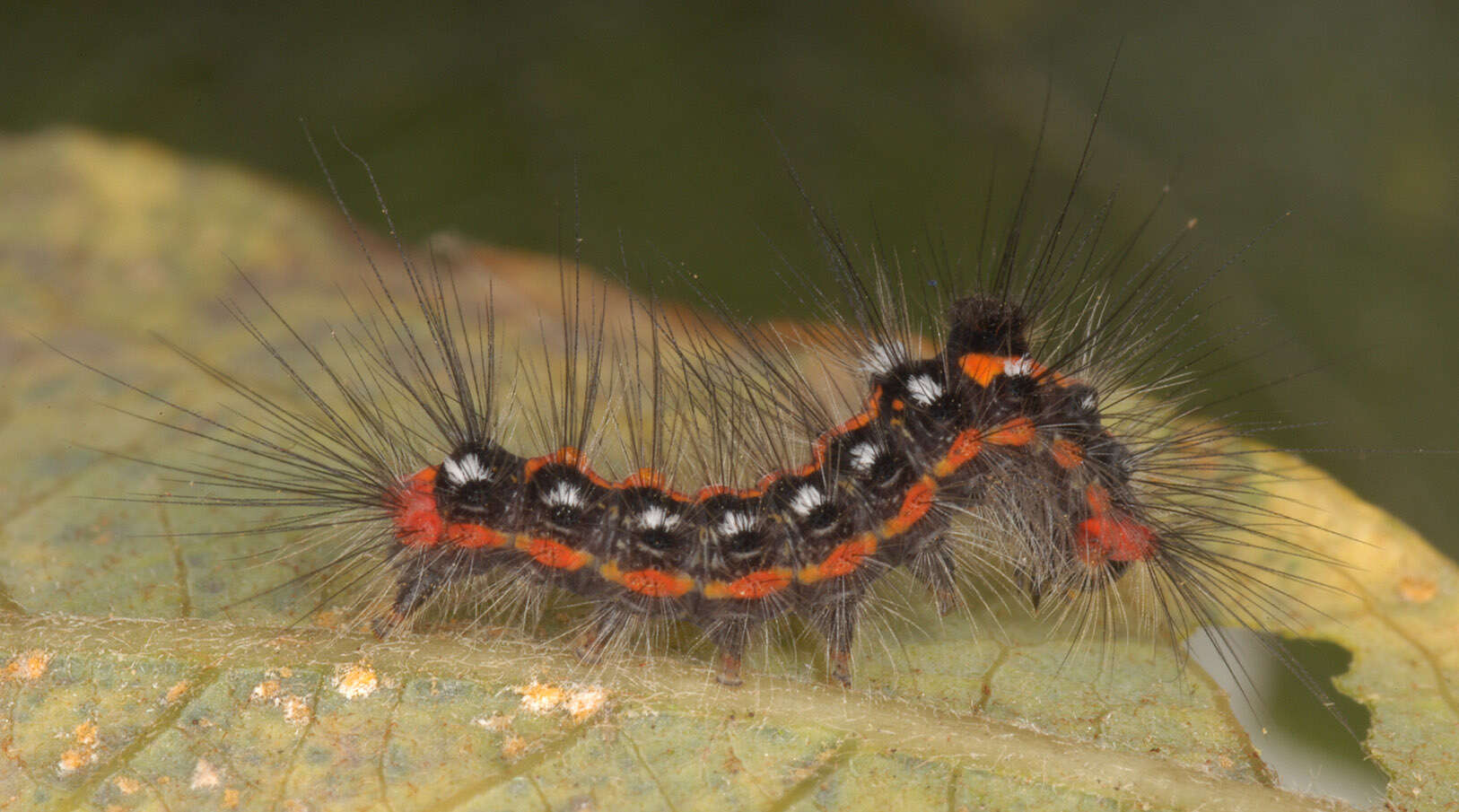 Слика од Euproctis similis Moore 1879