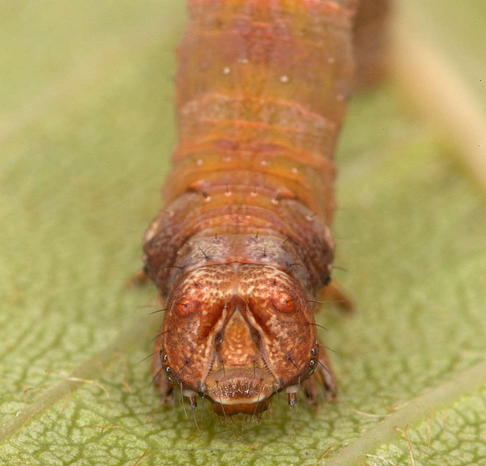 Image of brimstone moth