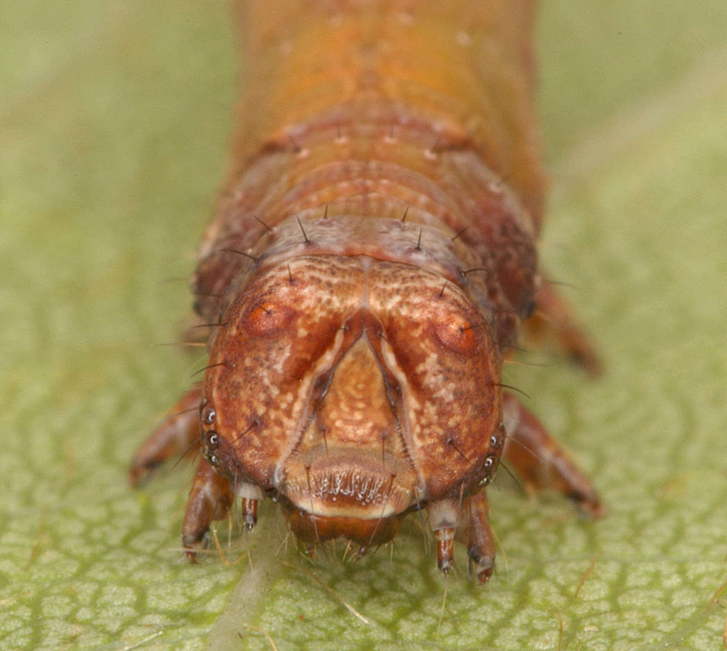 Image of brimstone moth