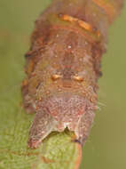 Image of brimstone moth